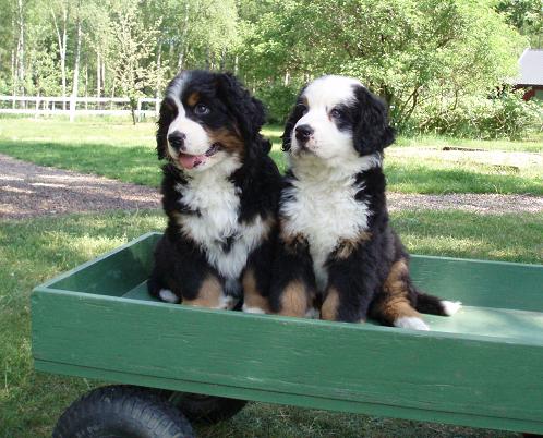 Björne och Balder i vagnen