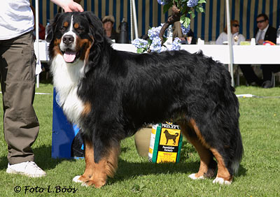 Puck på utställning